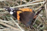 Vanessa atalanta
