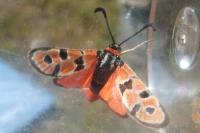 Zygaena fausta