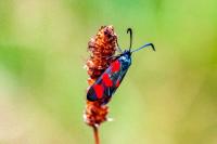 Zygaena filipendulae