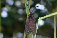 Aglaope infausta