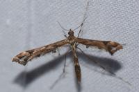 Amblyptilia acanthadactyla