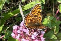 Melitaea phoebe