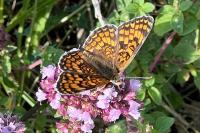 Melitaea phoebe