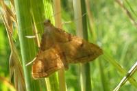 Endotricha flammealis