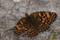 Melitaea phoebe