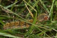 Lasiocampa trifolii