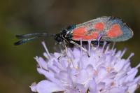 Zygaena loti