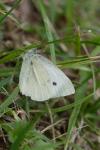 Pieris napi