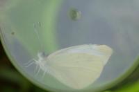 Pieris rapae