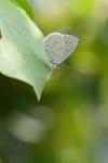 Celastrina argiolus