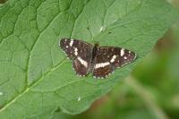 Araschnia levana