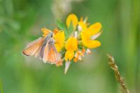 Thymelicus sylvestris
