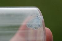 Celastrina argiolus