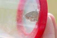 Aricia agestis