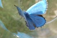 Lysandra bellargus