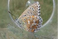 Lysandra bellargus