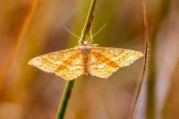 Idaea ochrata