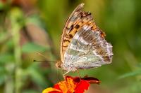Argynnis paphia