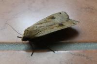Noctua pronuba