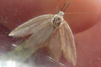 Coleophora