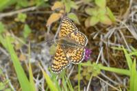 Melitaea phoebe