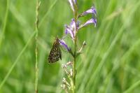 Heteropterus morpheus