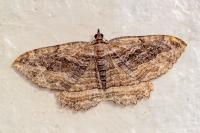 Philereme transversata