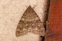 Catocala nupta