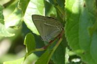 Quercusia quercus