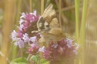Heliothis viriplaca