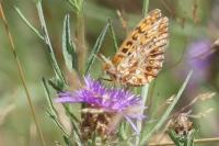 Boloria dia