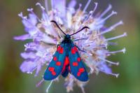 Zygaena transalpina