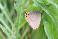 Satyrium pruni