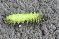Saturnia pyri