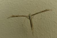 Emmelina monodactyla