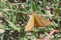 Lythria purpuraria