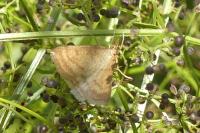 Psammotis pulveralis