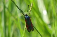 Zygaena filipendulae