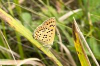 Lycaena tityrus
