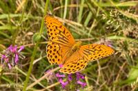 Argynnis paphia