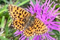 Boloria dia