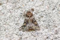 Hecatera dysodea