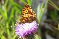 Boloria dia