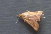 Synaphe punctalis