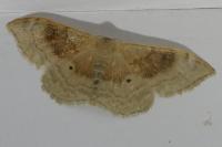 Idaea degeneraria