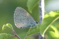 Celastrina argiolus
