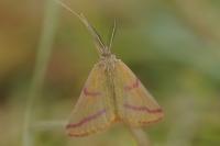 Lythria purpuraria