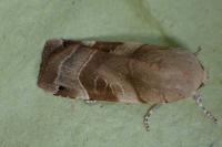 Noctua fimbriata