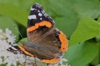 Vanessa atalanta