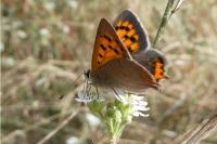 Lycaena phlaeas